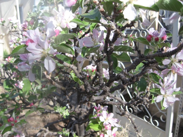 Apple Tree in full bloom, and full of bees