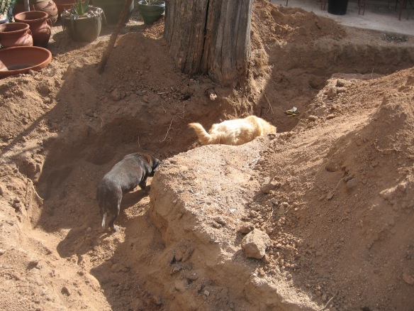 Hugelkultur trench, one dog high